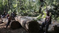 Kehidupan suku-suku di pedalaman hutan Amazon terancam oleh para penebang kayu dan pemburu binatang ilegal. Mereka tak segan-segan membunuh suku-suku yang melawannya (Reuters)