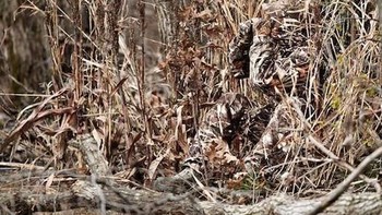 Di balik rumput-rumput tinggi, ternyata ada pemburu bersembunyi. (Foto: wideopenspaces)