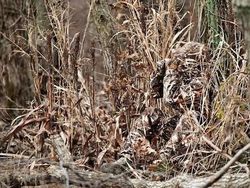 Penyamaran Hebat Pemburu Hewan Bikin Mata Bingung