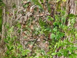 Penyamaran Hebat Pemburu Hewan Bikin Mata Bingung