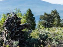 Penyamaran Hebat Pemburu Hewan Bikin Mata Bingung