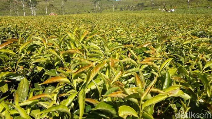 Perkebunan teh merupakan salah satu mata pencaharian masyarakat