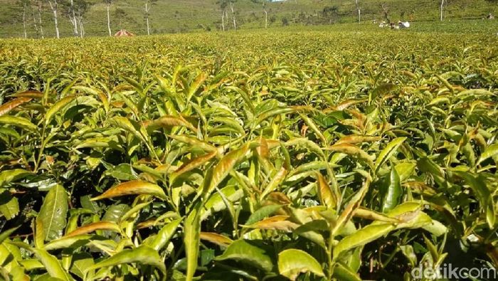 Ilustrasi Kebun Teh/Foto: Imam Suripto/detikcom Ilustrasi Kebun Teh/Foto: Imam Suripto/detikcom
