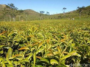 Guru Besar Korea dan Kamboja Belajar Perkebunan Teh ke RI