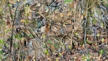 Seekor Rusa atau binatang lain yang sedang berjalan di hutan mungkin tidak sadar dengan keberadaan pemburu ini yang siap menembaknya. (Foto: wideopenspaces)