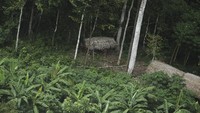 Suku-suku di hutan Amazon punya bahasa, kebudayaan dan kehidupan masing-masing. Mereka belum tersentuh teknologi, contohnya inilah rumah mereka yang masih tradisional terbuat dari kayu dan tumpukan jerami (Reuters)