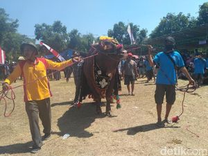 Ikuti Fashion Show, Ratusan Ternak Ini Bergaya Bak Model