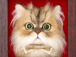 Keren! Seniman Jepang Ini Bisa Sulap Benang Wol Jadi Kucing