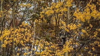 Bisa tebak di mana pemburu ini mengintai hewan buruannya? (Foto: wideopenspaces)