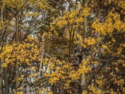 Penyamaran Hebat Pemburu Hewan Bikin Mata Bingung