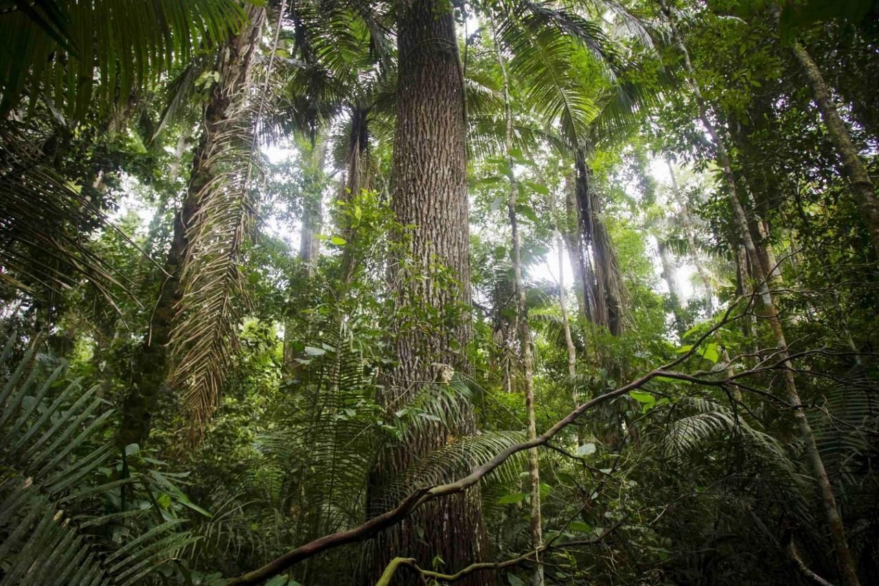 Suku di Hutan Amazon