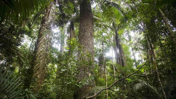 Suku di Hutan Amazon