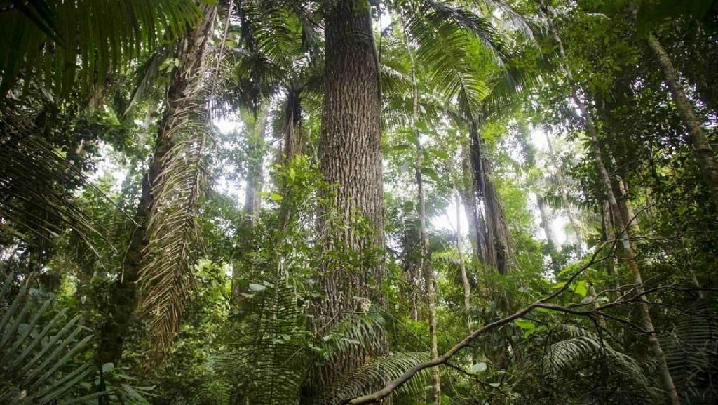Gawat, Hutan Amazon Terancam Kehancuran