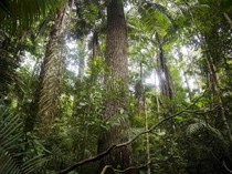 Tanda Kiamat Makin Dekat Muncul di Hutan Tropis