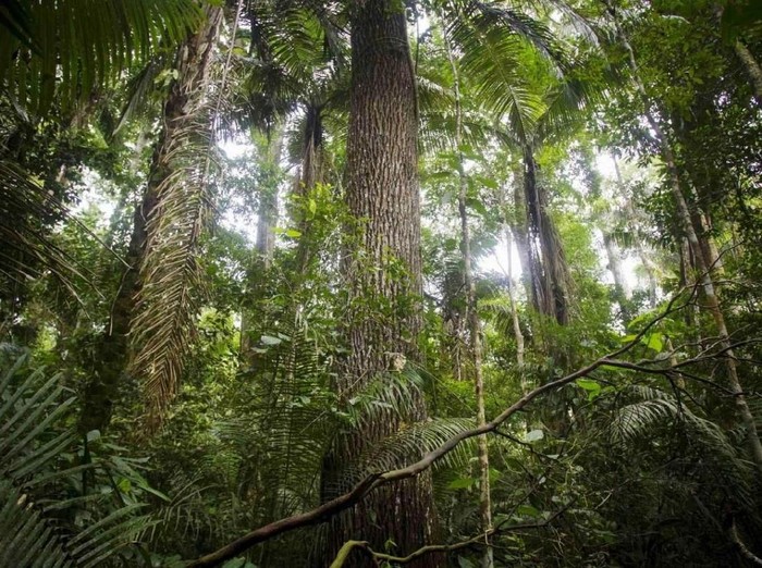 Suku di Hutan Amazon
