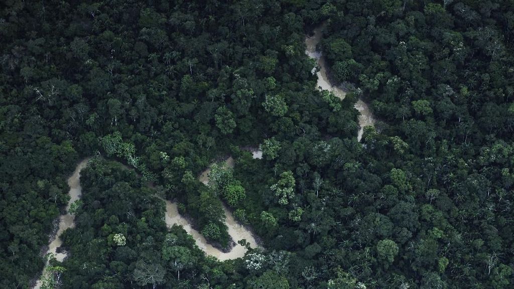 Kisah Pria Bertahan Hidup Sebulan di Hutan Amazon Usai Tersesat