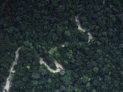 Ilmuwan Cemas Hutan Amazon Berubah Total Tak Lama Lagi