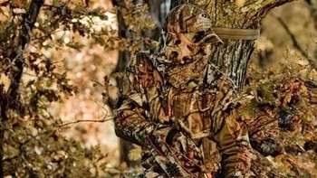 Hewan-hewan tidak akan sadar adanya manusia di pohon ini . (Foto: wideopenspaces)