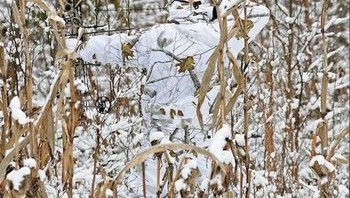 Pemburu yang memanjat di pohon ini berpakaian warna putih agar sama dengan warna salju. (Foto: wideopenspaces)