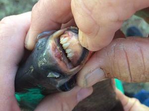 Fakta-fakta Ikan Bergigi Mirip Manusia