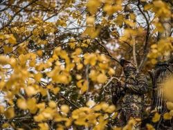 Penyamaran Hebat Pemburu Hewan Bikin Mata Bingung