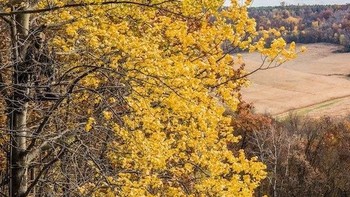 Coba fokuskan mata, di mana letak pemburu di pohon ini? (Foto: wideopenspaces)