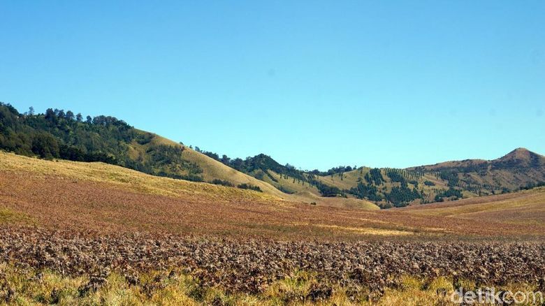 Bukit Teletubbies HIjau Bukit Teletubbies HIjau