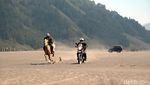 Foto: Keren! Adu Cepat Kuda Bromo vs Motor Adventure
