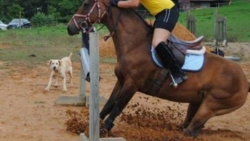 Sang kuda ngerem mendadak. Foto: Brightside