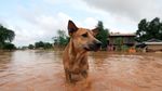 Foto: Derita Warga di Tengah Banjir Dahsyat Laos