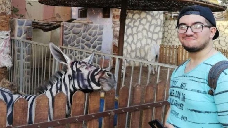 Viral Keledai di Kebun Binatang Dicat Belang Agar Mirip Zebra