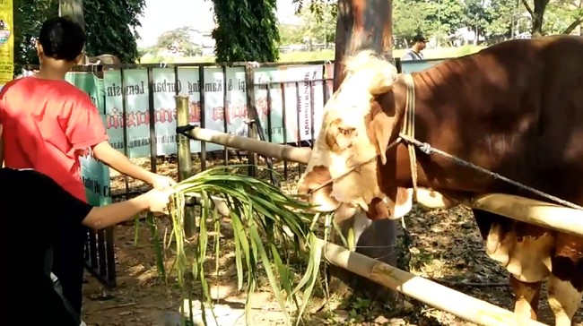 Cara Menjaga Mood Hewan Kurban Agar Dagingnya Sehat Saat Disembelih
