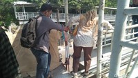 Foto: Ada juga melintas dengan dibantu pengguna jalan lain. (Azizah-detikcom)