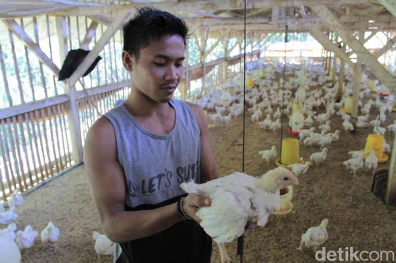 Daging Ayam Masih Mahal, KPPU Sidak Peternakan di Kabupaten Bandung Daging Ayam Masih Mahal, KPPU Sidak Peternakan di Kabupaten Bandung