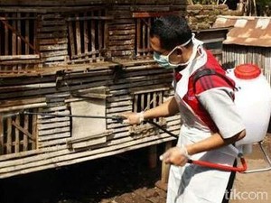 Dinas Pertanian Selidiki Matinya Puluhan Ayam Secara Mendadak