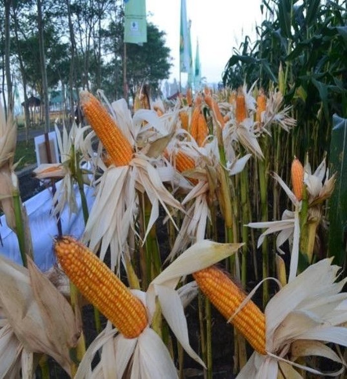 Strategi Kementan Genjot Produksi Jagung Di Madura 6705