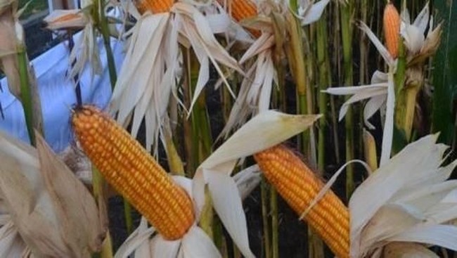 Ini Alasan RI Impor 100.000 Ton Jagung Tahun Ini