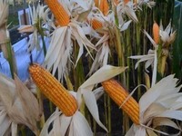 Izin Impor Terbit, 100.000 Ton Jagung Brasil dan Argentina Serbu RI