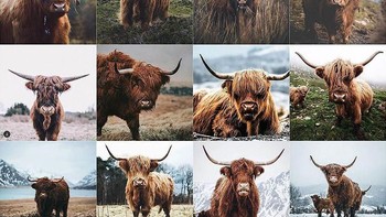Akun Instagram bernama Insta Repeat yang dikelola pemuda anonim dari Alaska adalah yang mengggagas konten ini. Ia menunjukkan banyak pengguna Instagram menggunakan gaya yang sama. Ini misalnya foto hewan yang dijepret dengan gaya yang sama di berbagai akun yang ia pilih. Foto: Instagram/insta_repeat