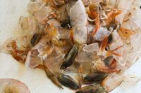Cangkang Kepiting Bisa Jadi Pengganti Plastik di Masa Depan
