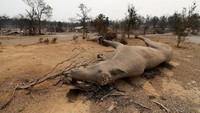 Cuaca panas dan tiupan angin kencang membuat kebakaran cepat merambat. REUTERS/Fred Greaves.