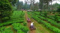 Buat traveler yang ingin mencari suasana hijau dan udara sejuk, bisa mampir ke Agro Wisata Gunung Mas di Puncak. Kamu pun bisa wisata agro di sana (20Detik)