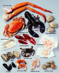 Cangkang Kepiting Bisa Jadi Pengganti Plastik di Masa Depan