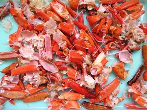 Cangkang Kepiting Bisa Jadi Pengganti Plastik di Masa Depan