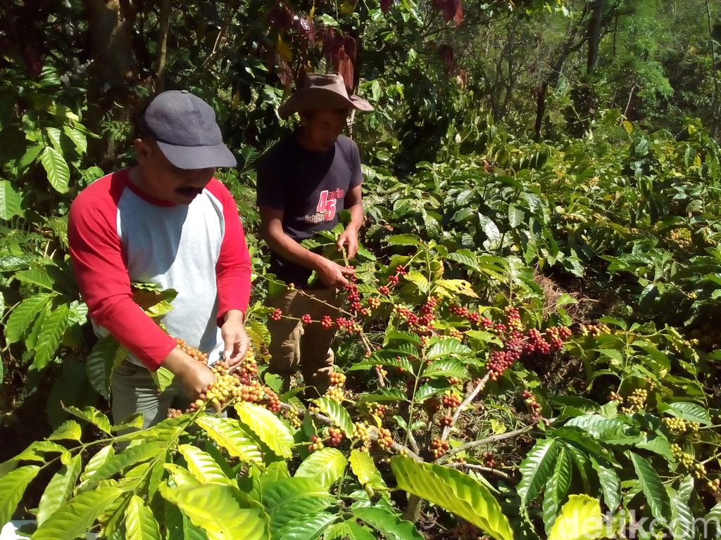 panen kopi di lereng muria kudus