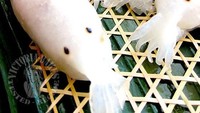 Persis cumi-cumi segar. Dumpling ini diberi maya, dibentuk lonjong lengkap dengan kaki cuminya. Foto: Istimewa