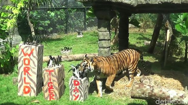 Gemasnya 'Trio Macan', Penghuni Baru Bali Zoo