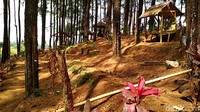 Hutan pinus Gogoniti dibagi menjadi tiga lokasi. Yang pertama diberi nama Hutan Pinus seluas 6 hektare. Kedua, Taman Ayu Gogoniti seluas 4 hektare. Dan ketiga bernama Kampung Gogoniti seluas 20 hektare. (Erliana Riady/detikTravel)