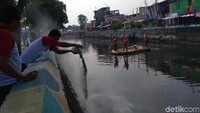 Bahannya adalah jamur pelapuk putih. Itu jamur yang kalau melapukkan, sisa materialnya berwarna putih, artinya dia memakan sesuatu yang warnanya bukan putih, kata Dr Tri Panji (Foto: Ahmad Bil Wahid/detikcom)