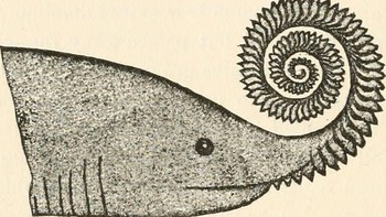 Mirip dengan Helicoprion, Edestus tidak menanggalkan giginya. Gigi dan gusi barunya tumbuh di bagian belakang mulut dan mendorong gigi dan gusi lama keluar. Mekanisme ini membuat gigi Edestus terlihat seperti spiral di depan mulutnya. (Foto: Harvard University Museum of Comparative Zoology) 